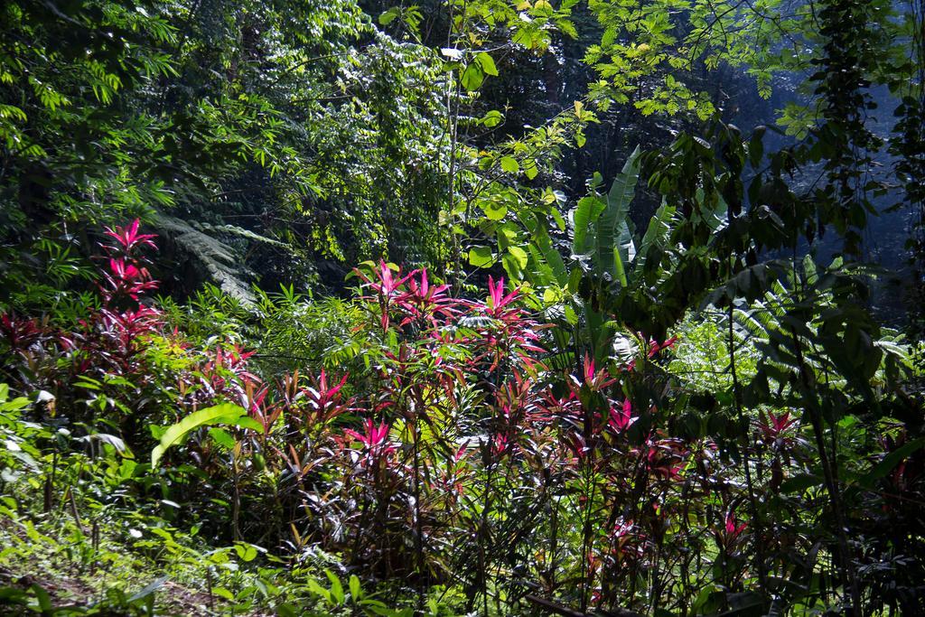 Se Ua Bed and Breakfast Manzanillo  Exteriör bild